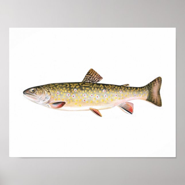 Póster Poster Pesquero - Pescado femenino con trucha rota (Frente)