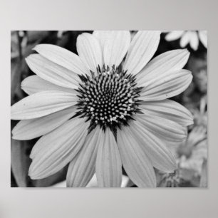 Póster Poster Petal Flower 10x8