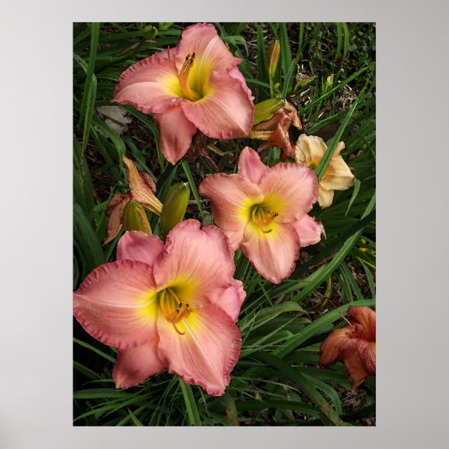 Póster Poster Pink Daylilies (Frente)