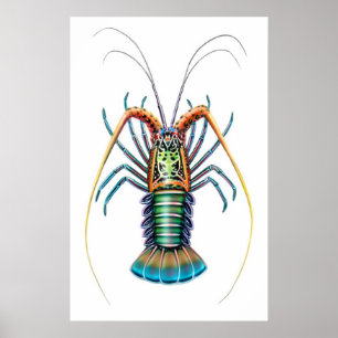 Póster Poster pintado de la langosta espinosa