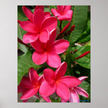 poster - plumerias rosas