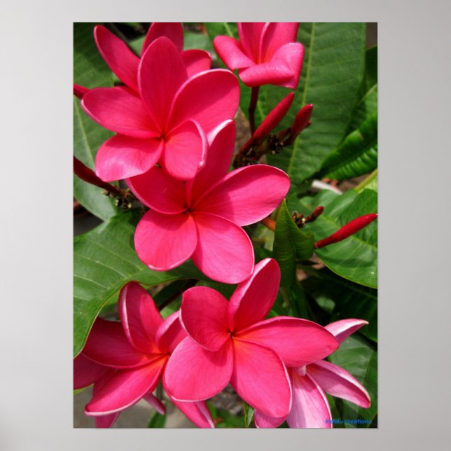 Póster poster - plumerias rosas (Frente)