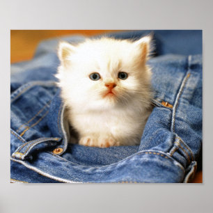 Póster Poster Pocket Kitten