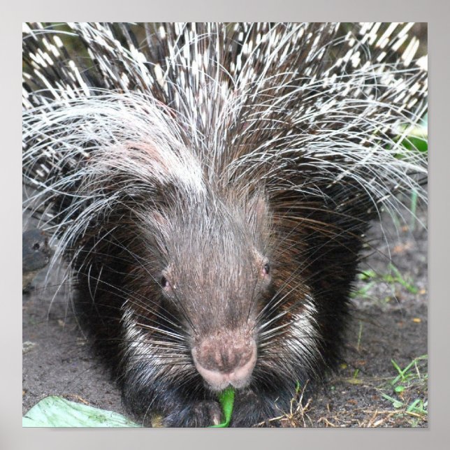 Póster Poster Porcupine Quilled (Frente)
