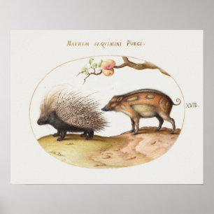 Póster Poster Porcupine Vintage