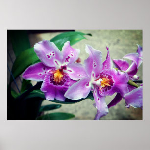 Póster Poster Posh Purple Orchids