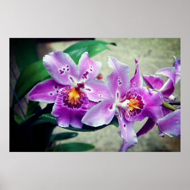 Póster Poster Posh Purple Orchids (Frente)
