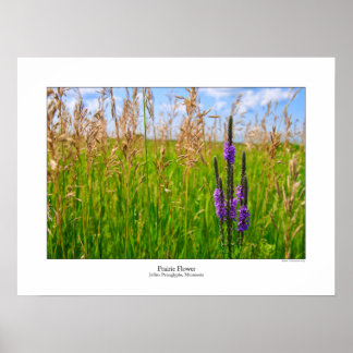 Póster Poster Prairie Flower
