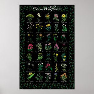 Póster Poster Prairie Wildflowers