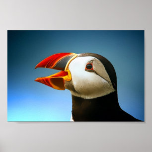 Póster Poster Puffin