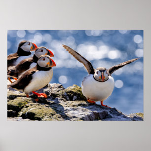 Póster Poster Puffin