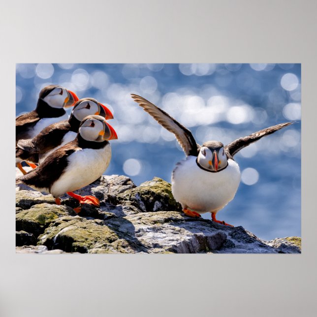 Póster Poster Puffin (Frente)