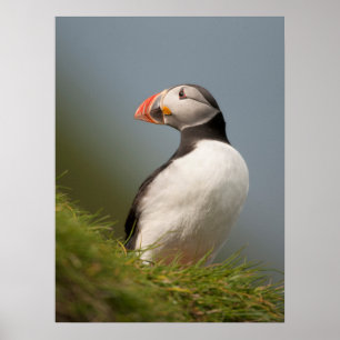 Póster Poster Puffin