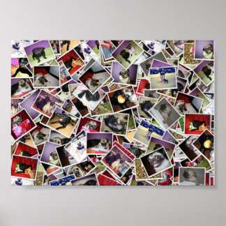 Póster Poster Pug Life