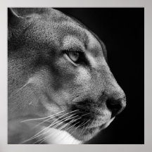 Poster Puma