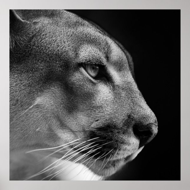 Póster Poster Puma (Frente)