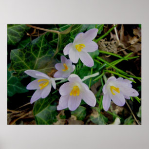 Póster Poster Purple Crocus