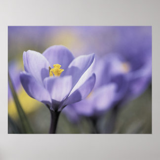 Póster Poster Purple Crocus