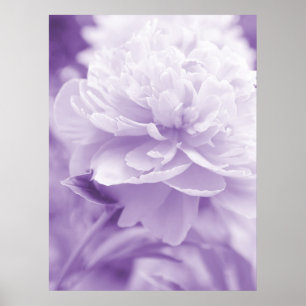 Póster Poster Purple Peony
