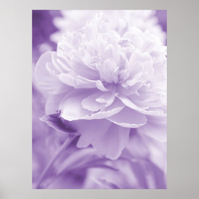 Póster Poster Purple Peony (Frente)