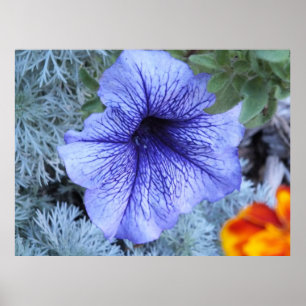 Póster Poster Purple Petunia