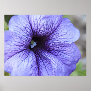 Póster Poster Purple Petunia