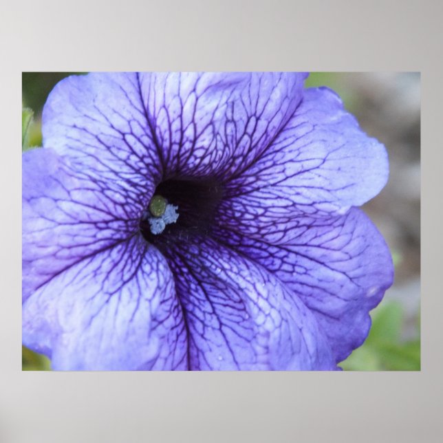 Póster Poster Purple Petunia (Frente)