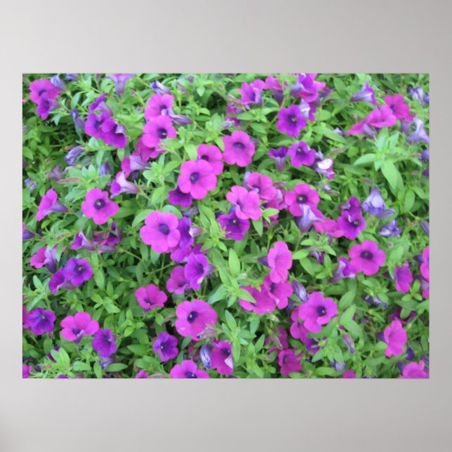 Póster Poster Purple Petunias (Frente)