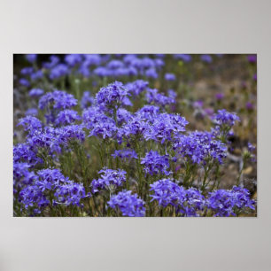Póster Poster Purple Wildflower 2