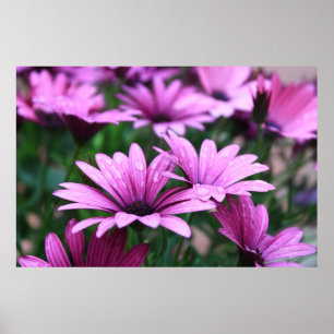 Póster Poster púrpura brillante de la flor