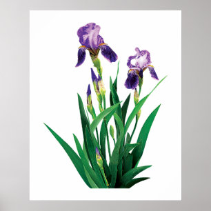 Póster Poster púrpura de dos iris