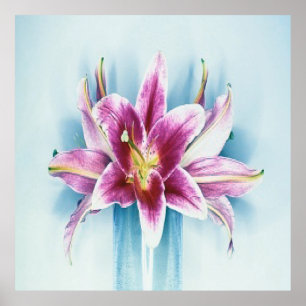 Póster Poster púrpura de Lilly del tigre