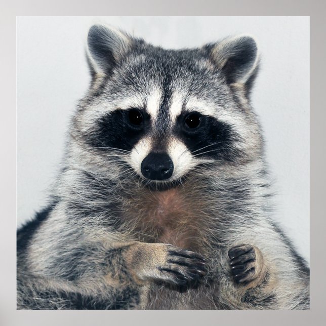 Póster Poster Raccoon Portrait (Frente)