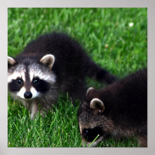 Póster Poster Raccoons para bebés