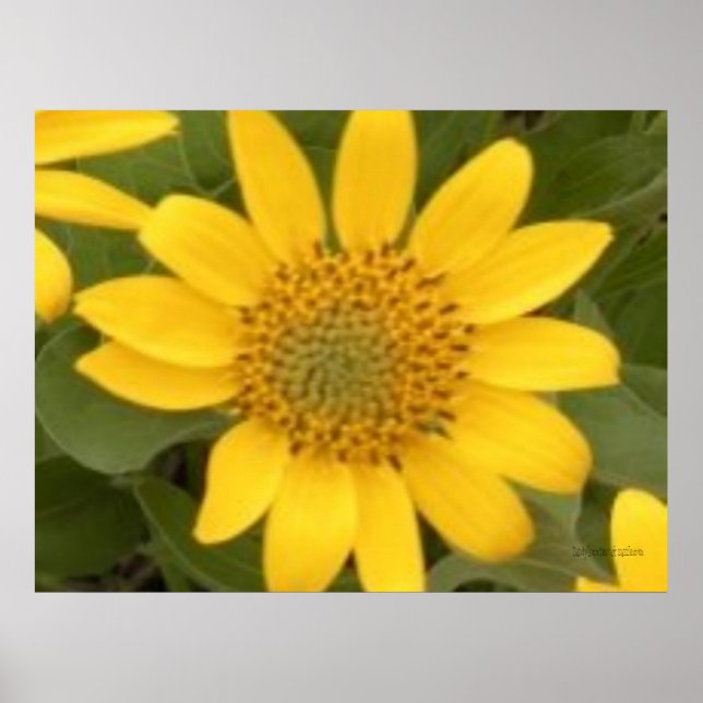 Póster Poster raíz de Bright Balsam (Frente)