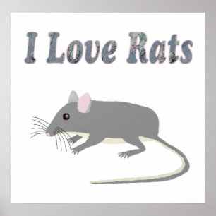 Póster Poster Rat