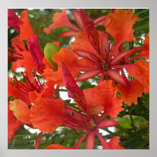 Póster Poster Real de Poinciana