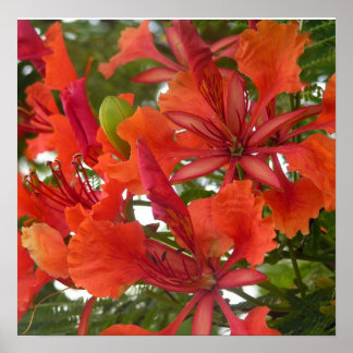 Póster Poster Real de Poinciana