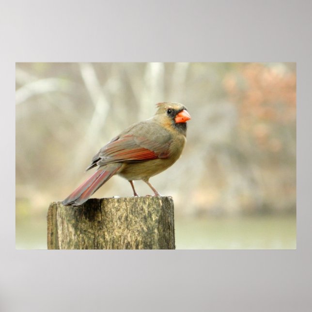Póster Poster rectangular de Lady Cardinal (Frente)