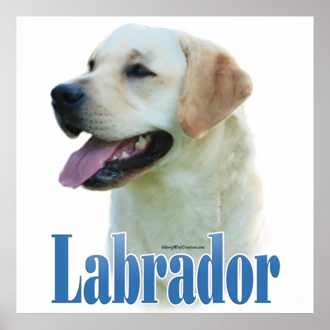 Póster Poster recuperador de labrador amarillo (Frente)