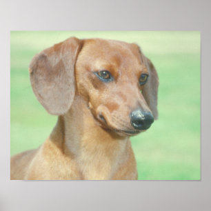 Póster Poster Red Dachshund