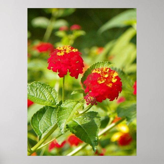 PÓSTER POSTER RED LANTANA (Frente)