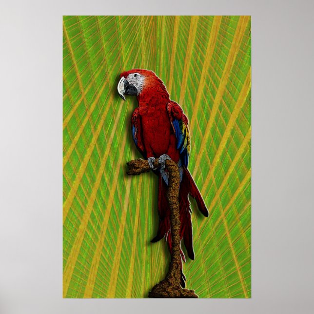 Póster Poster Red Parrot (Frente)