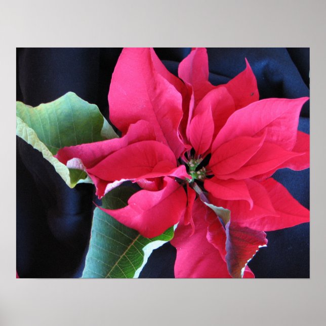 Póster Poster Red Poinsettia (Frente)