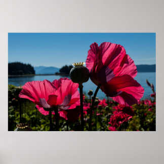 Póster Poster Red Poppies