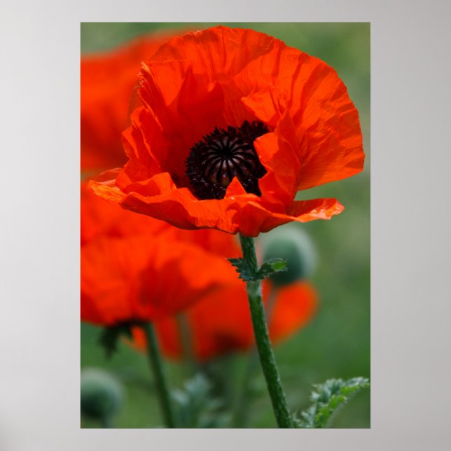 Póster Poster Red Poppy (Frente)
