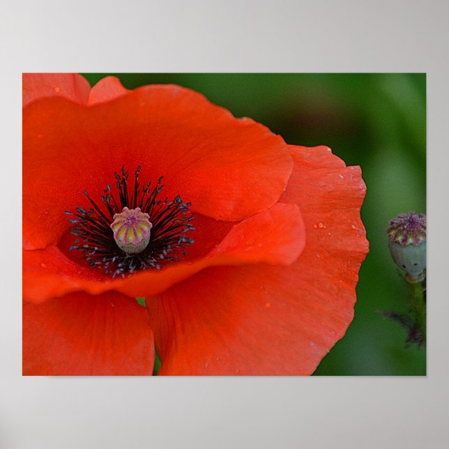 Póster Poster Red Poppy (Frente)