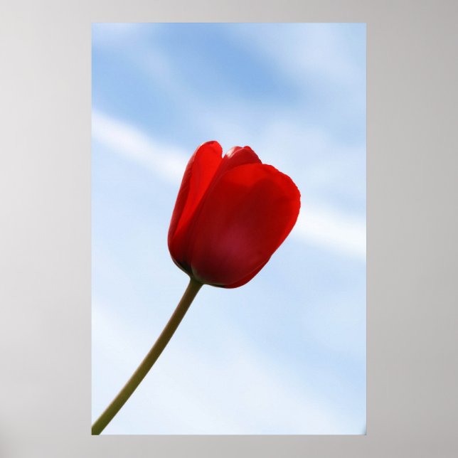 Póster Poster Red Tulip (Frente)