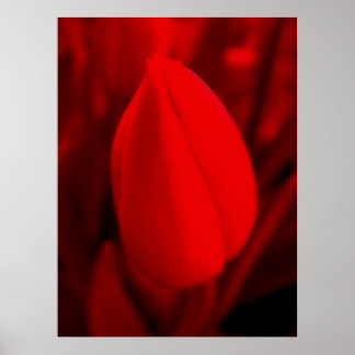 PÓSTER POSTER RED TULIP