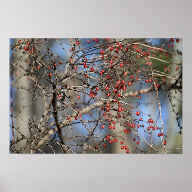 Póster Poster Red Wild Berries (Frente)